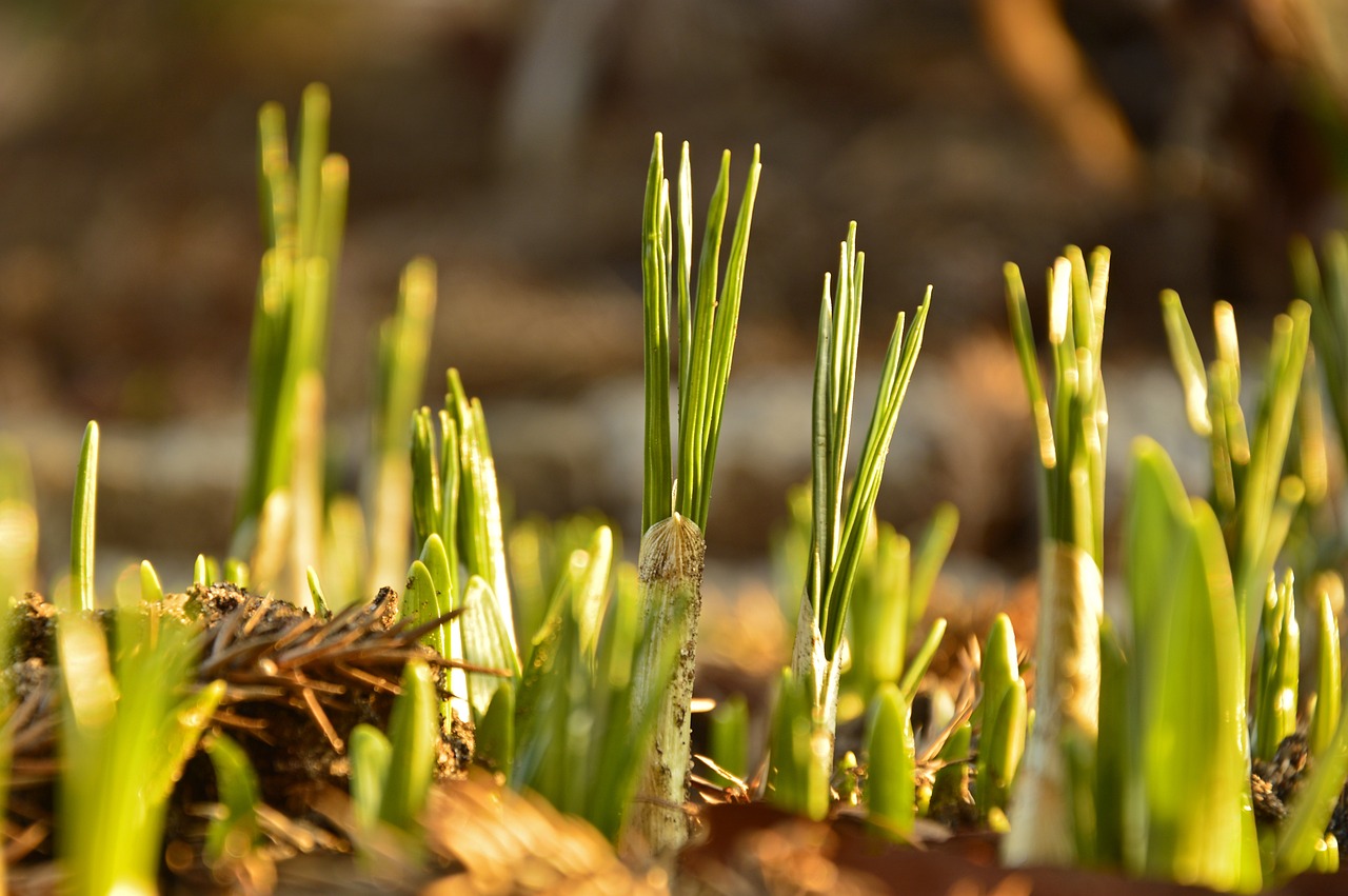 crocuses, crocus bulbs, onions-4001781.jpg