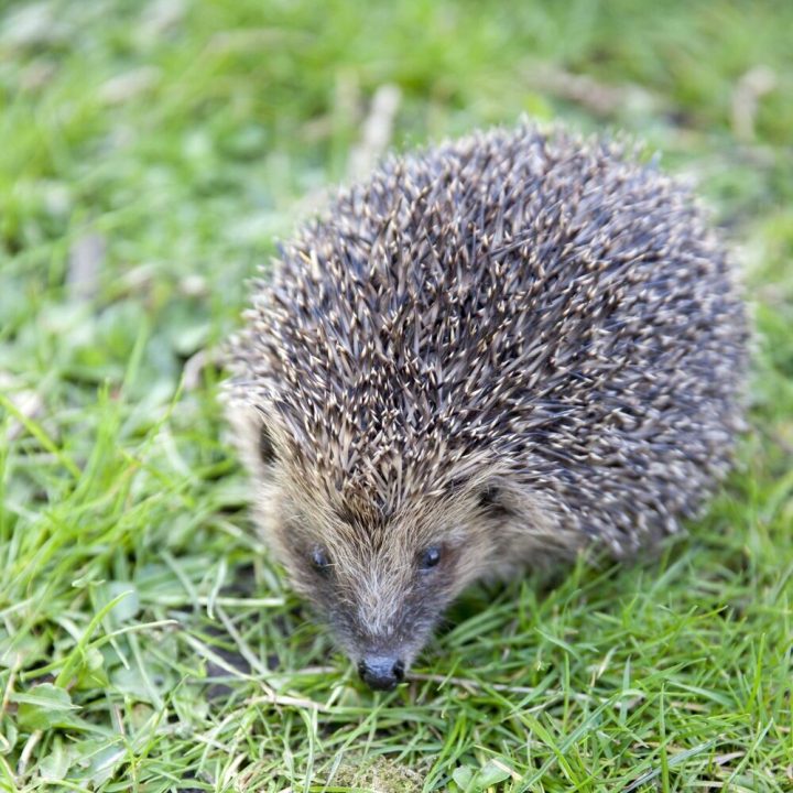 Hedgehog