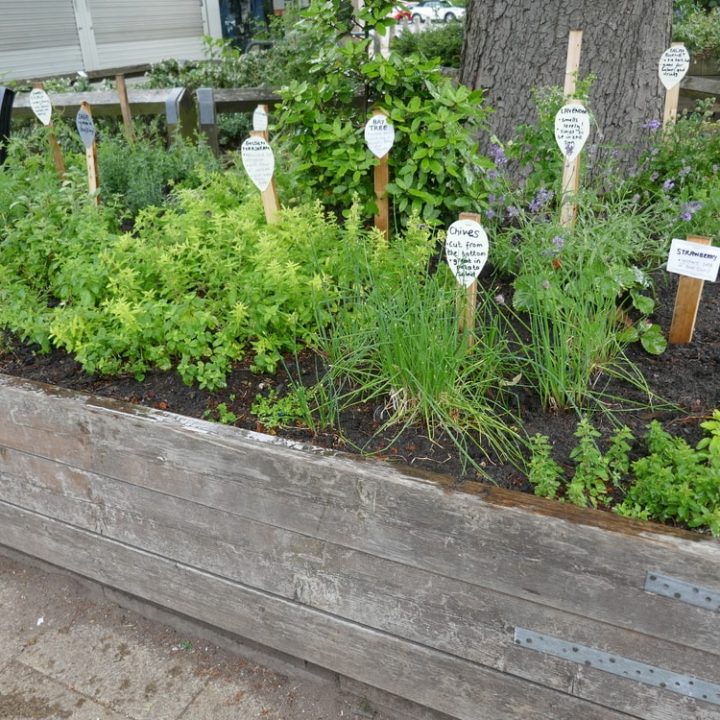 SLH-Raised-Beds-Blue-Corn-1 SLH-Raised-Beds-Blue-Corn-1